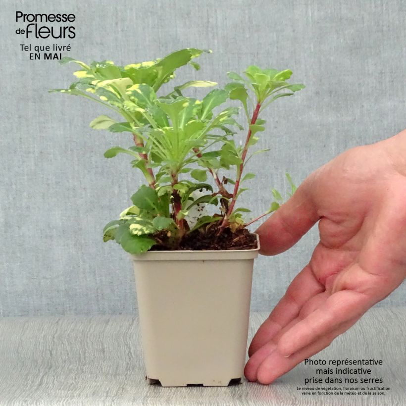 Example of Saxifraga umbrosa Variegata - Schatten-Steinbrech Kleine Töpfe von 8/9 cm as you get in printemps