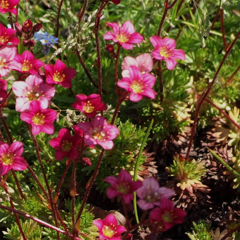 Saxifraga arendsii Pixie - Garten-Moos-Steinbrech (Flowering)
