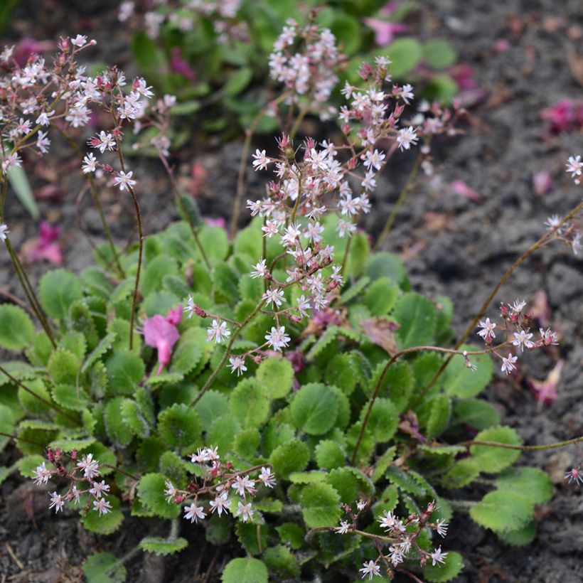 Saxifraga urbium - Porzellanblümchen (Wuchs)
