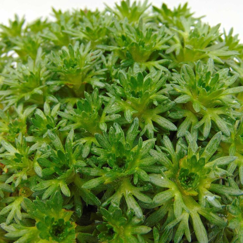 Saxifraga arendsii Pixie White - Garten-Moos-Steinbrech (Foliage)