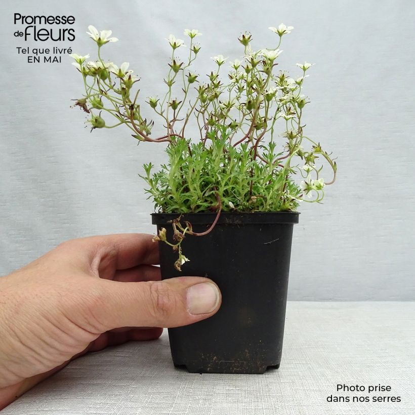 Example of Saxifraga arendsii Pixie White - Garten-Moos-Steinbrech Kleine Töpfe von 8/9 cm as you get in printemps