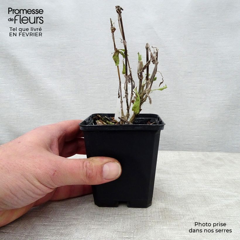 Exemplar von Samt-Skabiose Cherry Vanilla Scoop - Scabiosa atropurpurea Kleine Töpfe von 8/9 cm wie im Winter geliefert