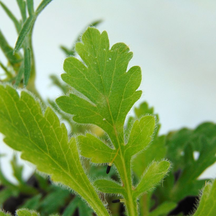 Tauben-Skabiose Butterfly Blue - Scabiosa columbaria (Foliage)
