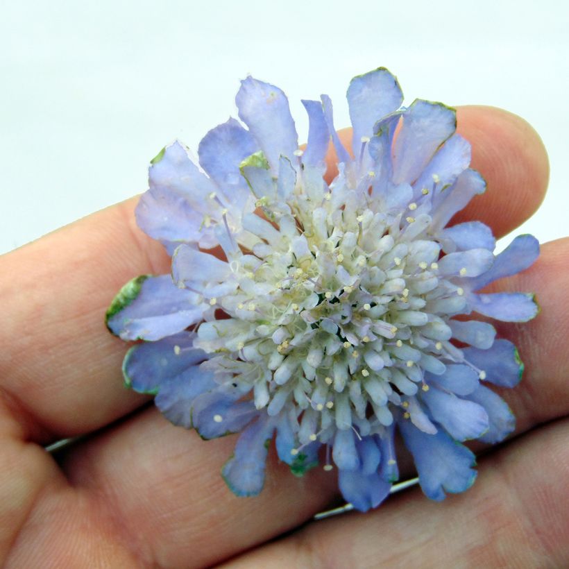 Tauben-Skabiose Butterfly Blue - Scabiosa columbaria (Flowering)