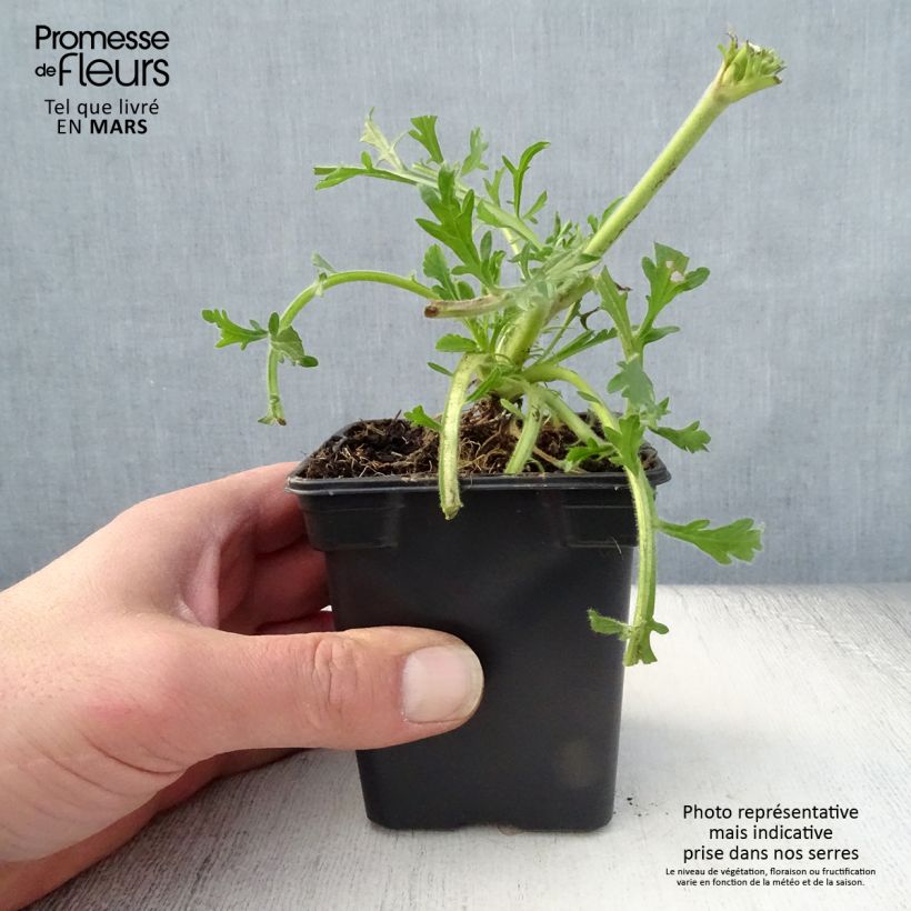 Example of Tauben-Skabiose Butterfly Blue - Scabiosa columbaria Kleine Töpfe von 7/8 cm as you get in printemps