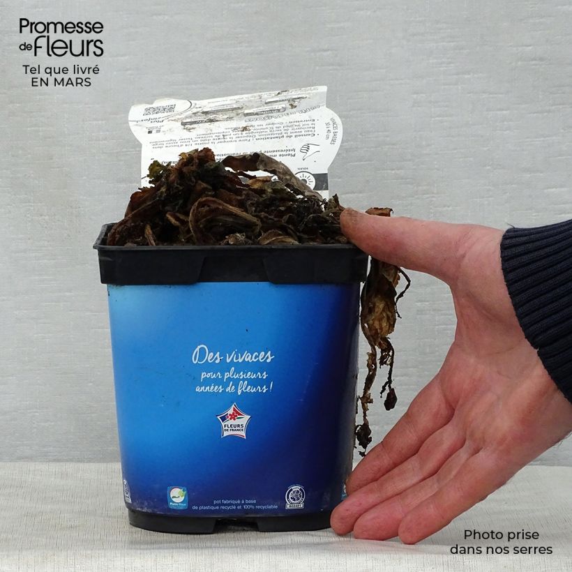 Example of Tauben-Skabiose Butterfly Blue - Scabiosa columbaria Topf mit 2L/3L as you get in printemps