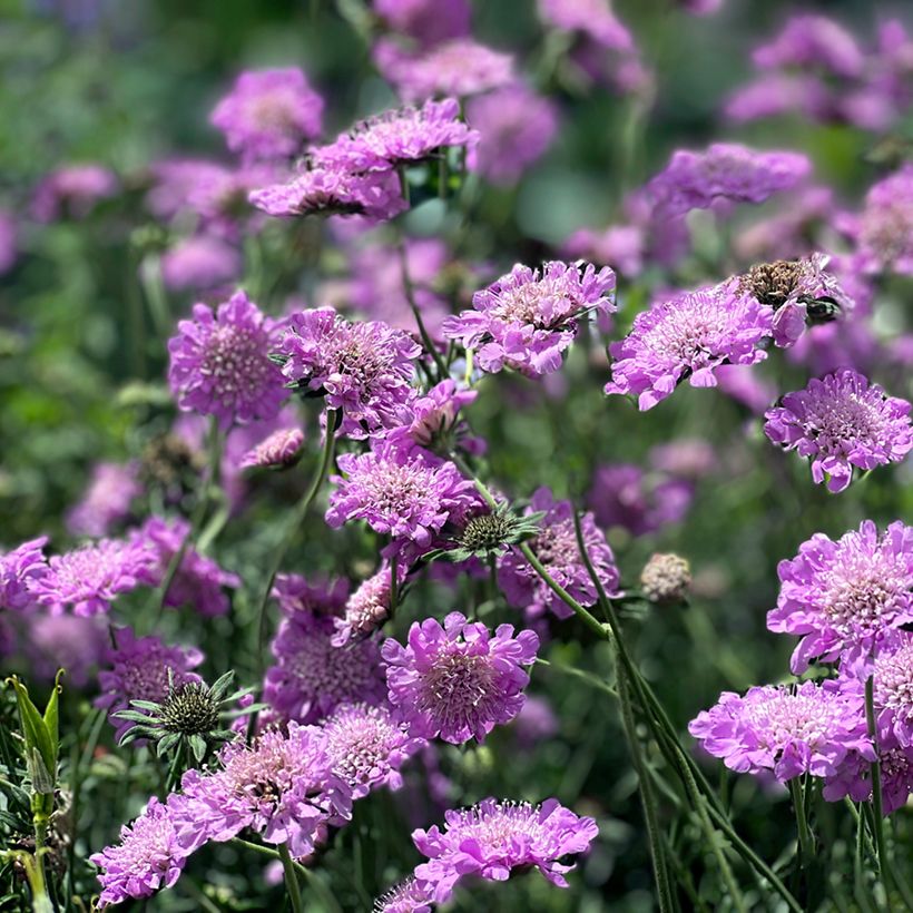 Tauben-Skabiose Pink Mist - Scabiosa columbaria (Wuchs)