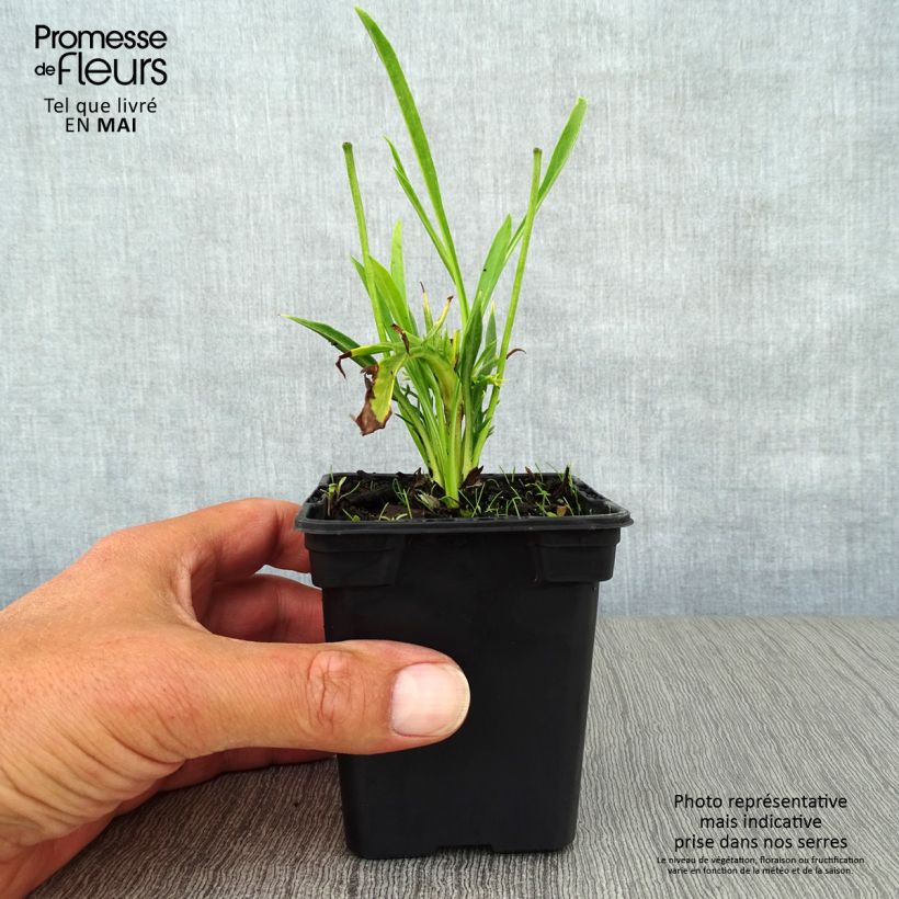 Exemplar von Große Skabiose Alba - Scabiosa caucasica Kleine Töpfe von 7/8 cm wie im Frühjahr geliefert