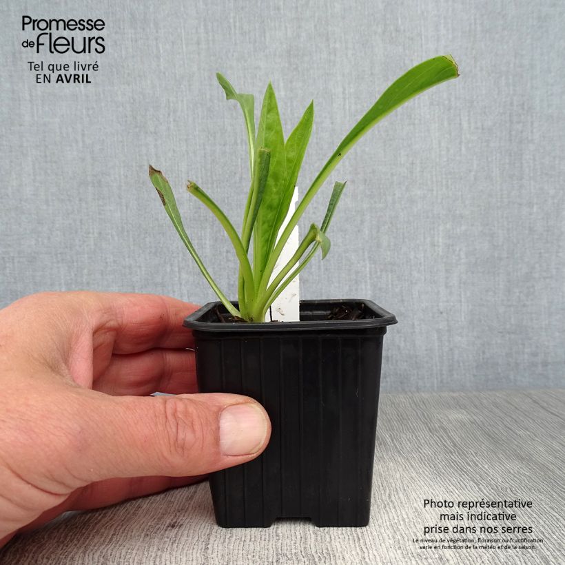 Example of Große Skabiose Fama - Scabiosa caucasica Kleine Töpfe von 8/9 cm as you get in printemps