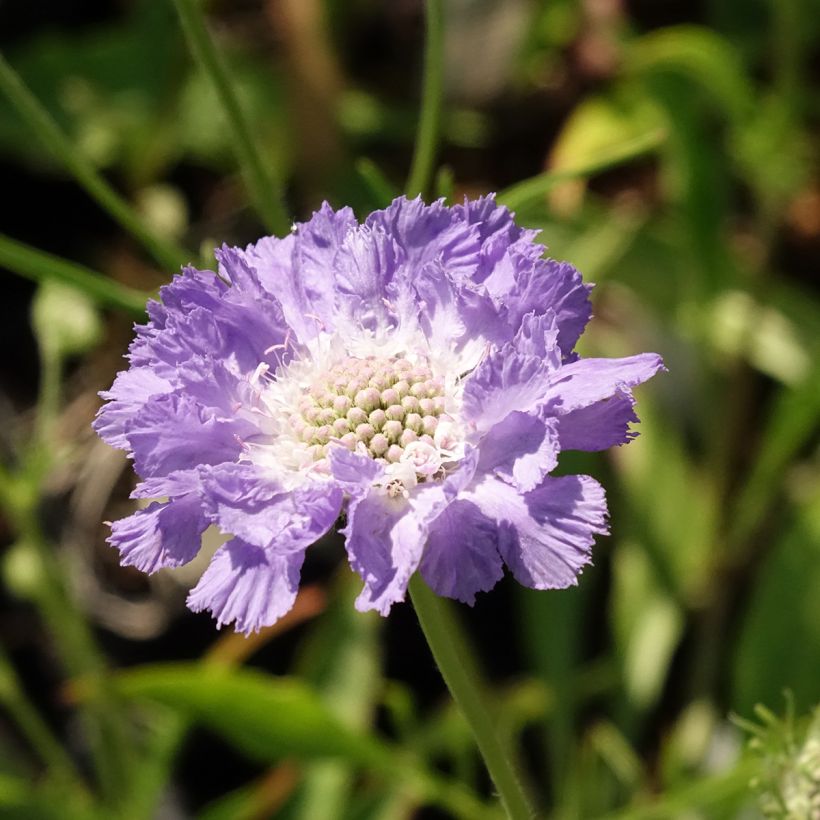 Große Skabiose Perfecta - Scabiosa caucasica (Blüte)