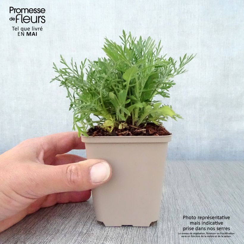 Example of Gelbe Skabiose - Scabiosa ochroleuca Kleine Töpfe von 8/9 cm as you get in printemps