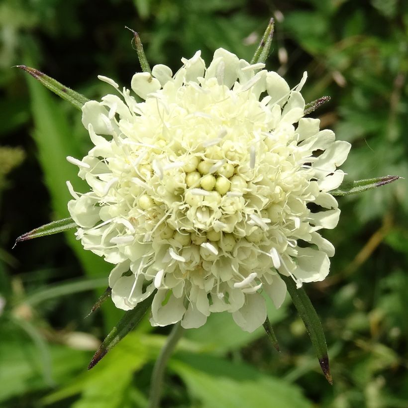 Gelbe Skabiose - Scabiosa ochroleuca (Flowering)