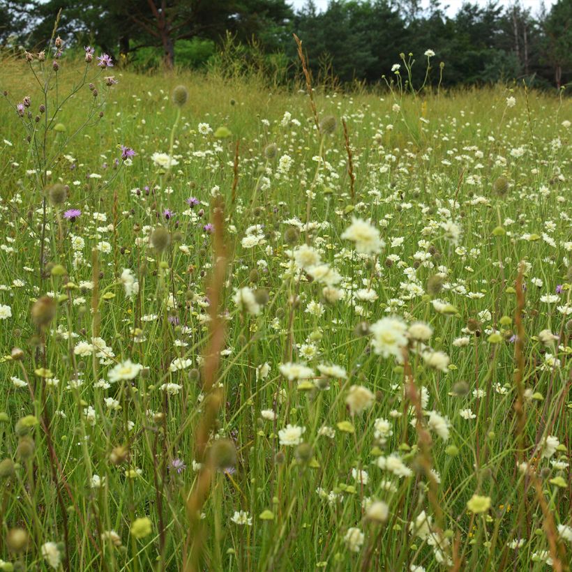 Gelbe Skabiose - Scabiosa ochroleuca (Plant habit)