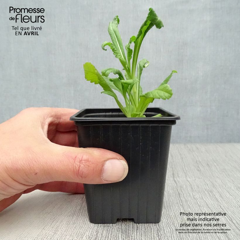 Exemplar von Samt-Skabiose Chile Black - Scabiosa atropurpurea Kleine Töpfe von 7/8 cm wie im Frühjahr geliefert