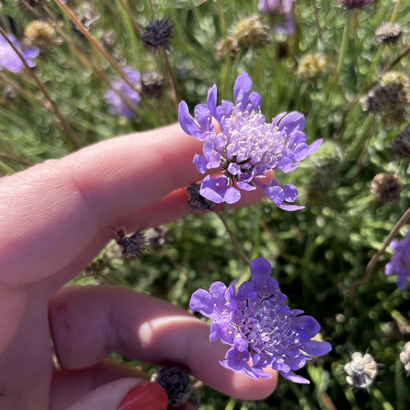 Scabiosa Nova Dew Drops - Scabieuse (Blüte)