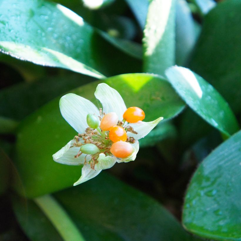 Scadoxus oder Haemanthus albiflos (Ernte)