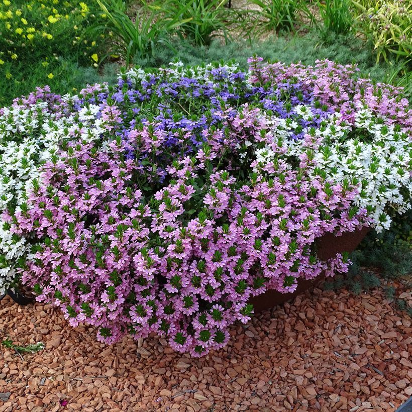 Scaevola aemula Baby Pink Touch - Blaue Fächerblume (Wuchs)
