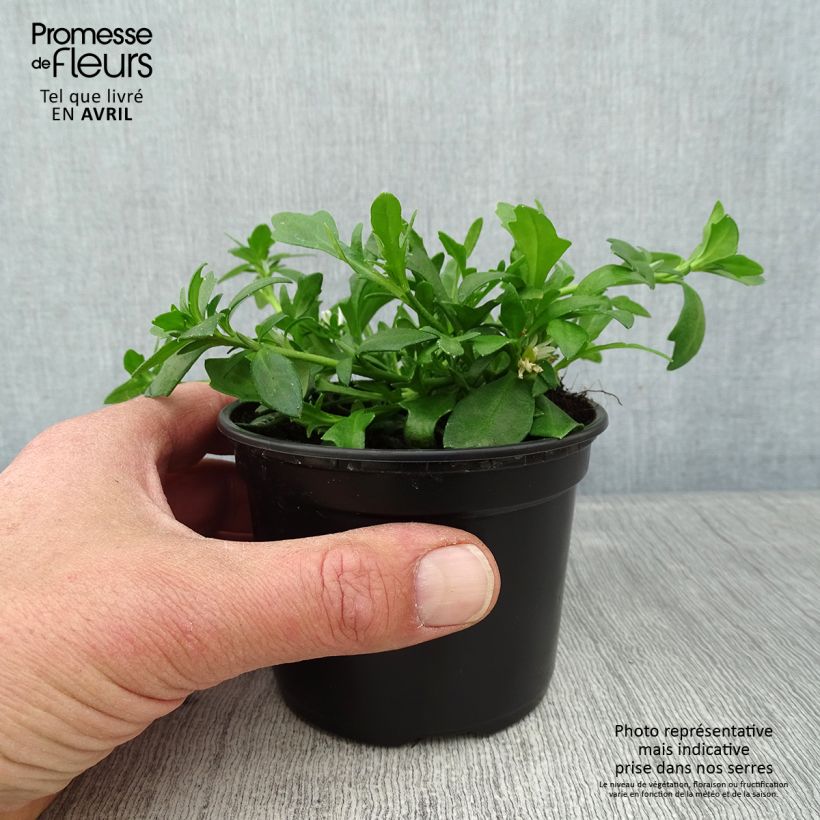 Exemplar von Scaevola aemula Surdiva Blanc - Blaue Fächerblume Kleine Töpfe von 8/9 cm wie im Frühjahr geliefert