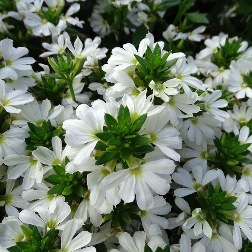 Scaevola aemula Surdiva Blanc - Blaue Fächerblume (Blüte)
