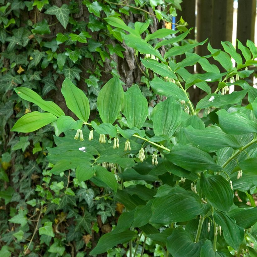 Polygonatum multiflorum - Weißwurz (Wuchs)