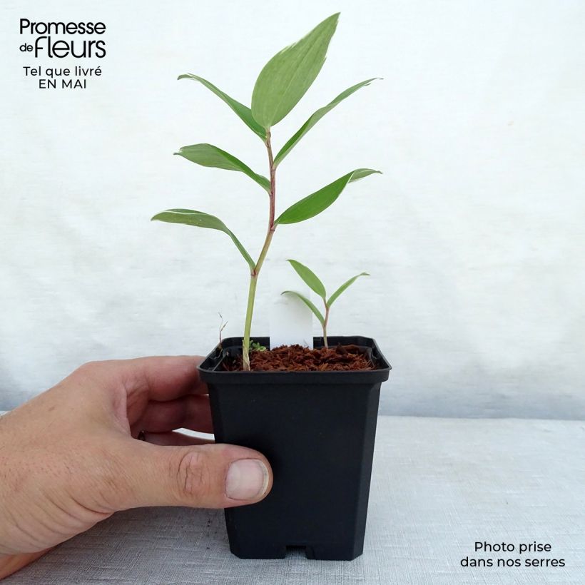 Exemplar von Polygonatum falcatum Variegatum - Weißwurz Kleine Töpfe von 8/9 cm wie im Frühjahr geliefert