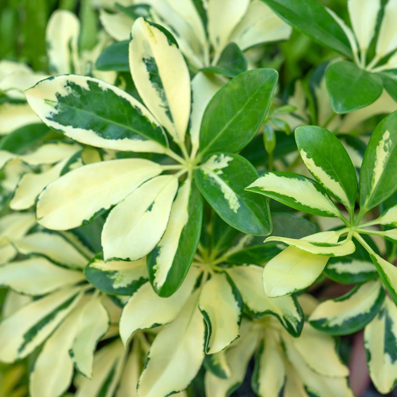 Schefflera Madame De Smet - Strahlenaralie (Foliage)