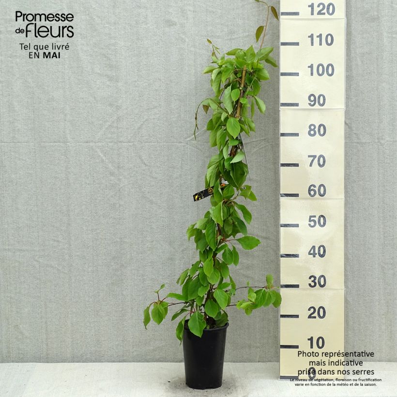 Exemplar von Schisandra chinensis - Chinesisches Spaltkörbchen Topf mit 2L/3L wie im Frühjahr geliefert