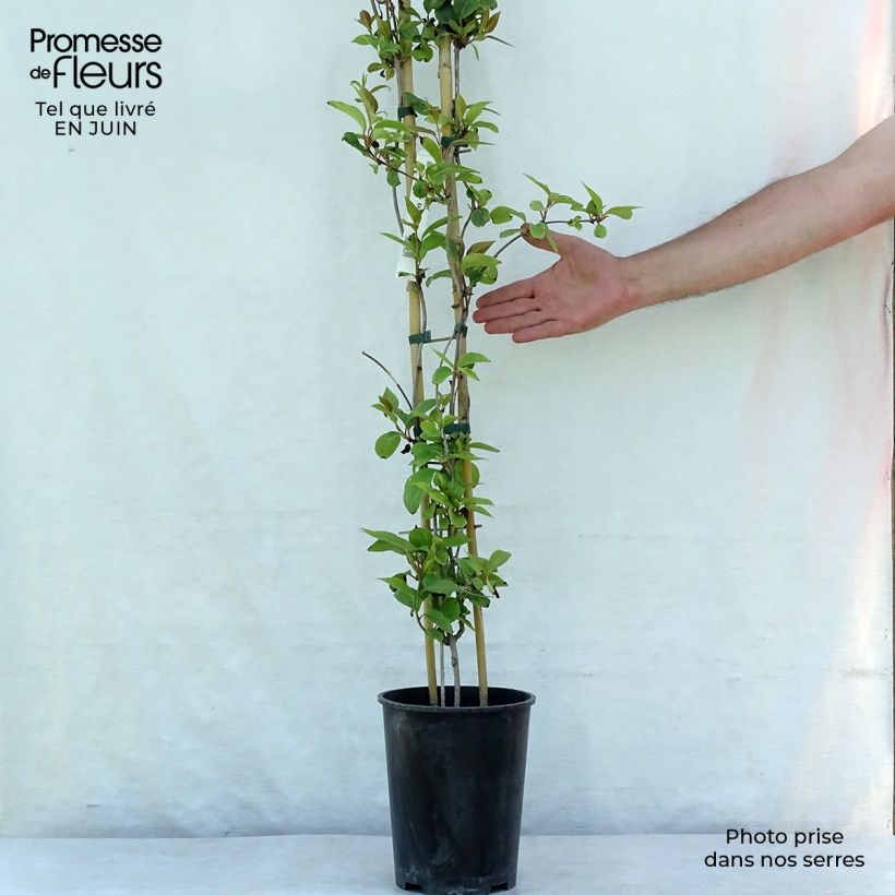 Exemplar von Schisandra rubriflora - Rotblühendes Spaltkölbchen Topf mit 4L/5L wie im Sommer geliefert