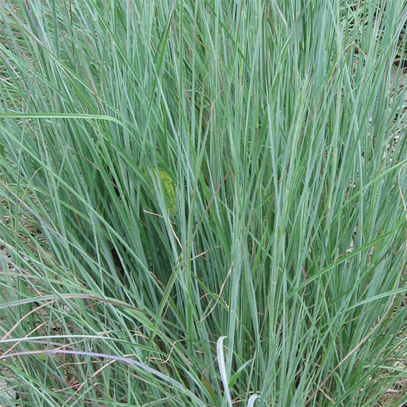 Schizachyrium scoparium - Blaugraues Präriegras (Foliage)