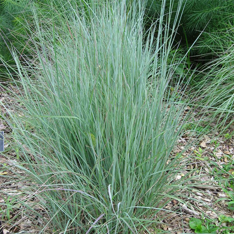Schizachyrium scoparium - Blaugraues Präriegras (Plant habit)