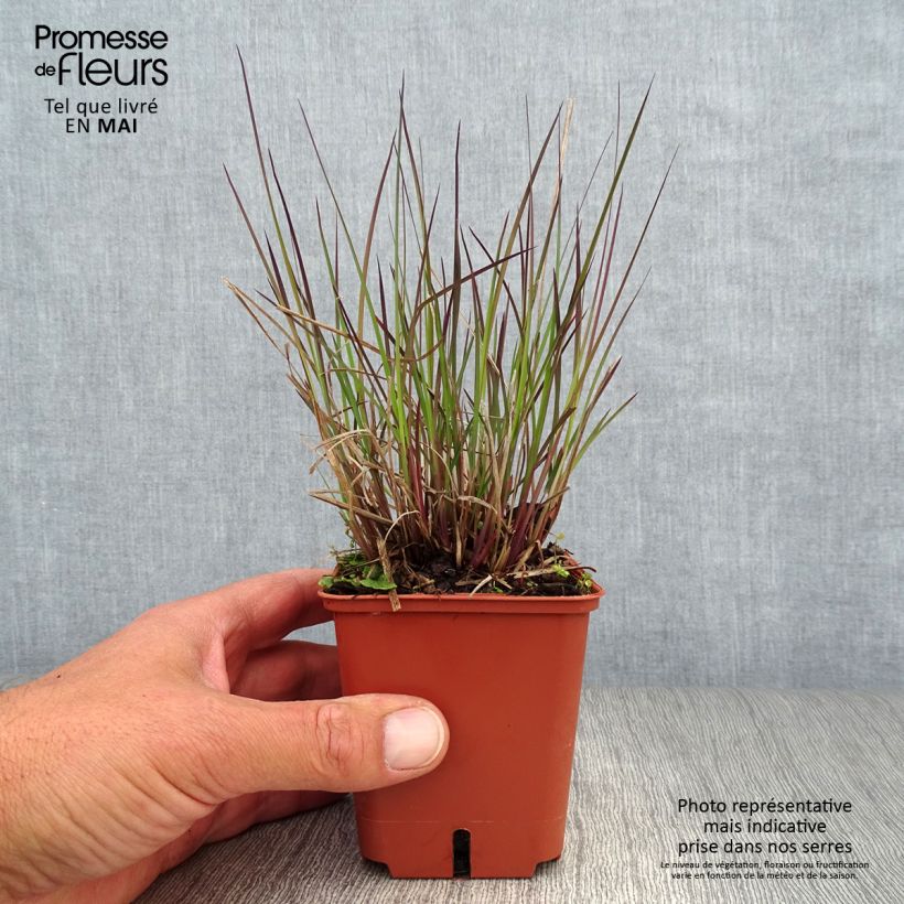 Example of Schizachyrium scoparium Blue Heaven - Blaugraues Präriegras Kleine Töpfe von 8/9 cm as you get in printemps