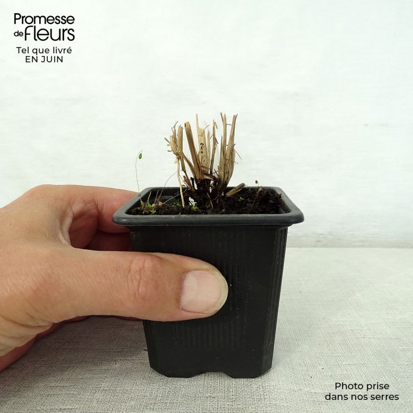 Exemplar von Schizachyrium scoparium - Blaugraues Präriegras Kleine Töpfe von 8/9 cm wie im Sommer geliefert