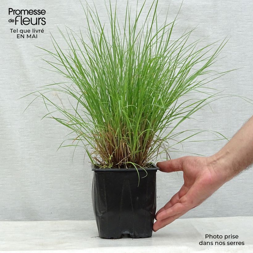 Example of Schizachyrium scoparium Prairie Blues - Blaugraues Präriegras Topf mit 2L/3L as you get in printemps