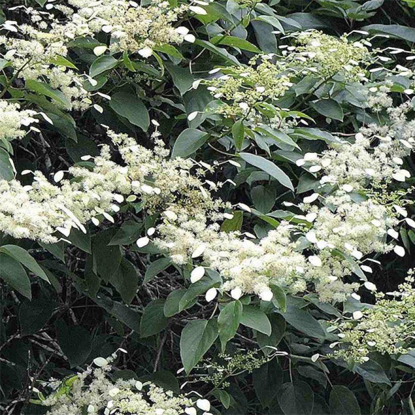 Schizophragma fauriei - Spalthortensie (Flowering)