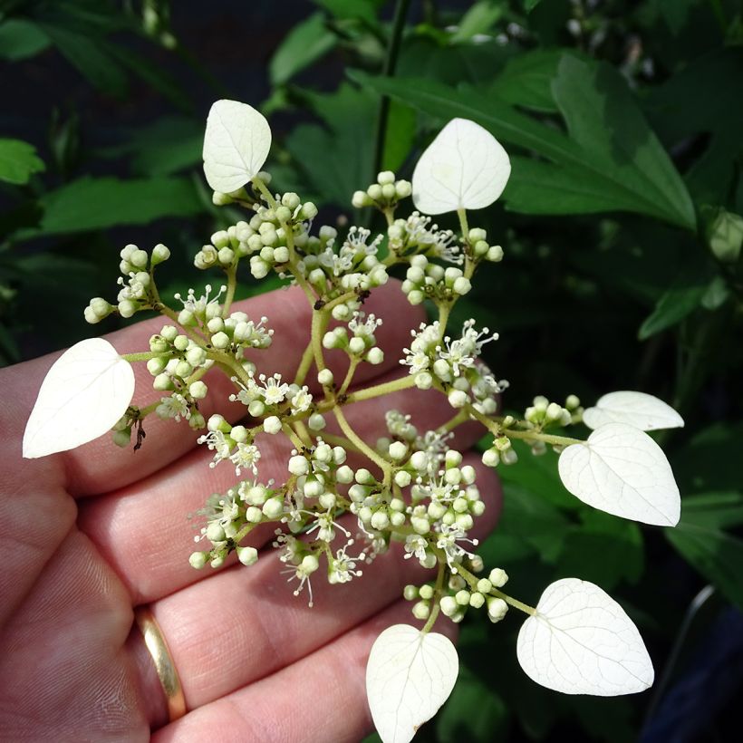 Schizophragma hydrangeoides - Spalthortensie (Flowering)
