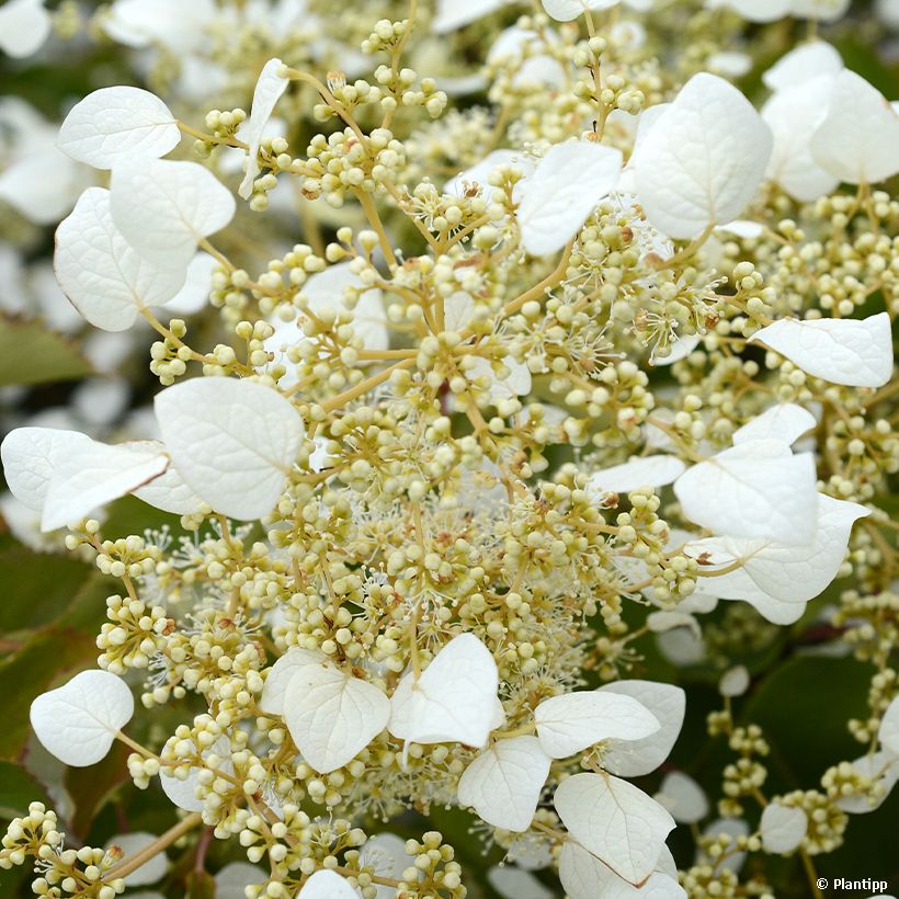 Schizophragma hydrangeoides Snow Sensation - Spalthortensie (Flowering)