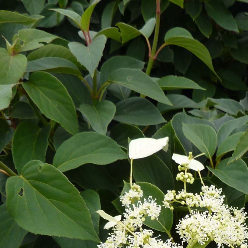 Schizophragma hydrangeoides Windmills - Spalthortensie (Foliage)