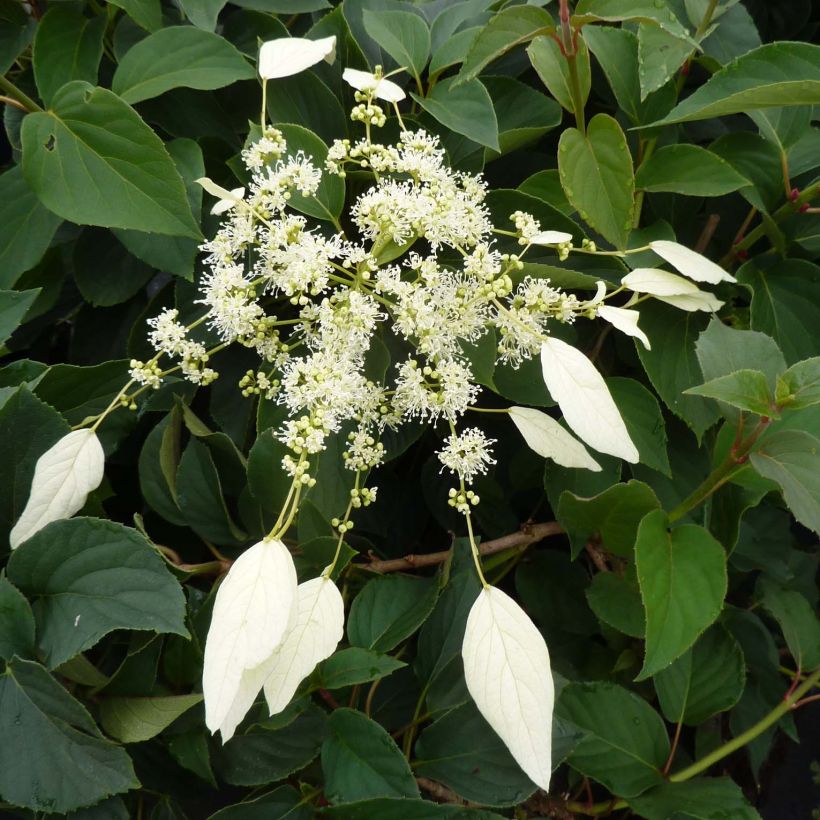 Schizophragma hydrangeoides Windmills - Spalthortensie (Flowering)