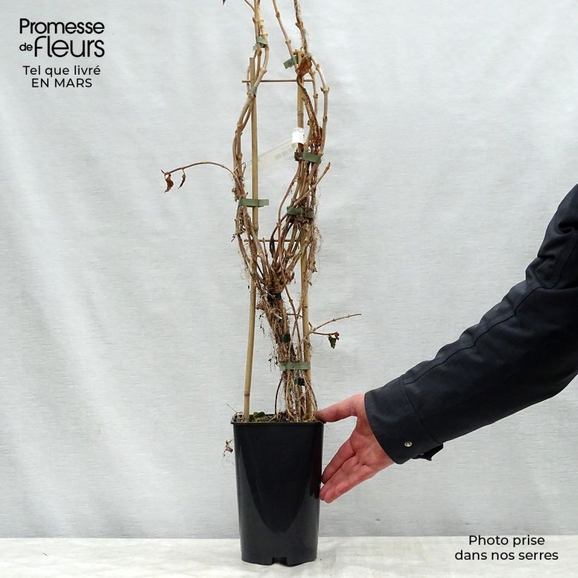 Example of Schizophragma hydrangeoides Windmills - Spalthortensie Topf mit 2L/3L as you get in printemps