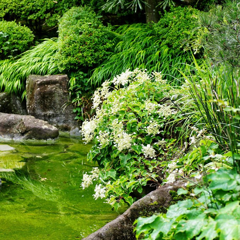 Schizophragma hydrangeoides - Spalthortensie (Plant habit)