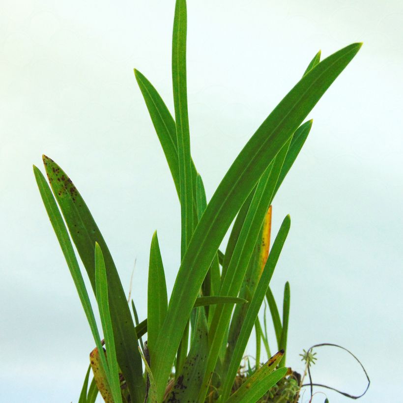 Schizostylis coccinea Mrs Hegarty - Spaltgriffel (Foliage)