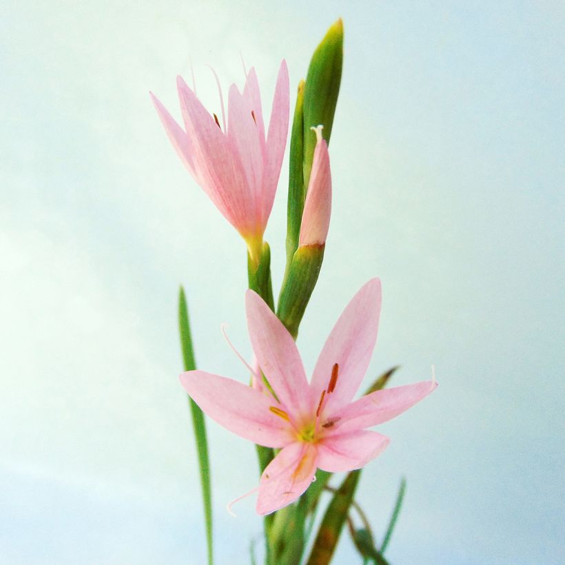 Schizostylis coccinea Mrs Hegarty - Spaltgriffel (Flowering)