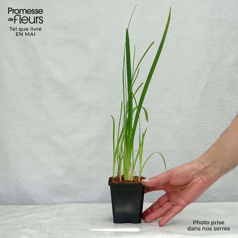 Example of Schizostylis coccinea Mrs Hegarty - Spaltgriffel Kleine Töpfe von 8/9 cm as you get in printemps