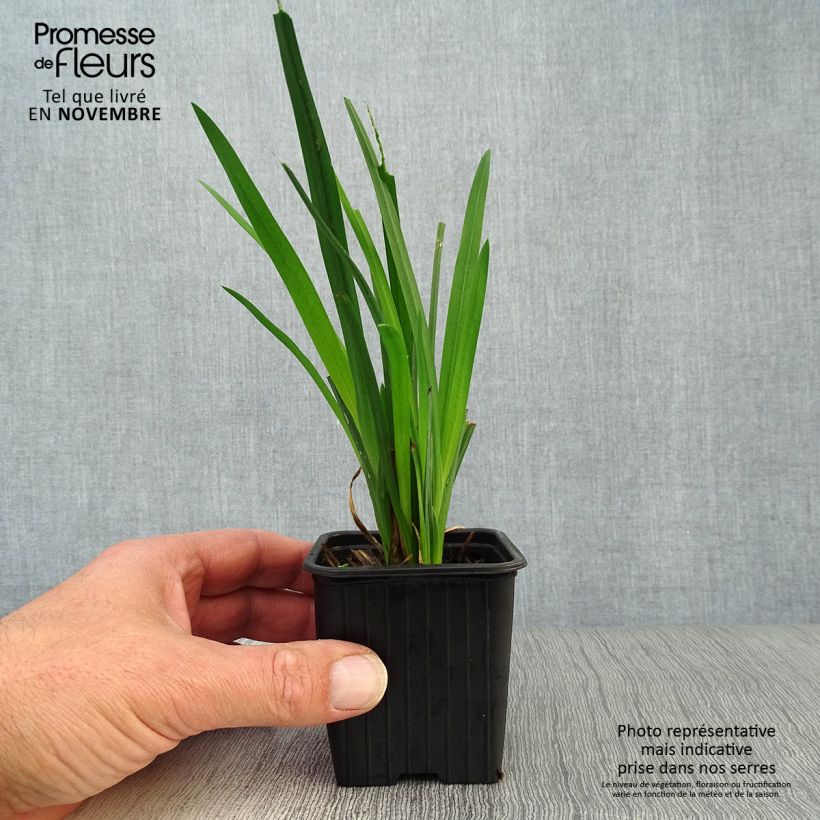 Exemplar von Schizostylis coccinea Mrs Hegarty - Spaltgriffel Kleine Töpfe von 8/9 cm wie im Herbst geliefert