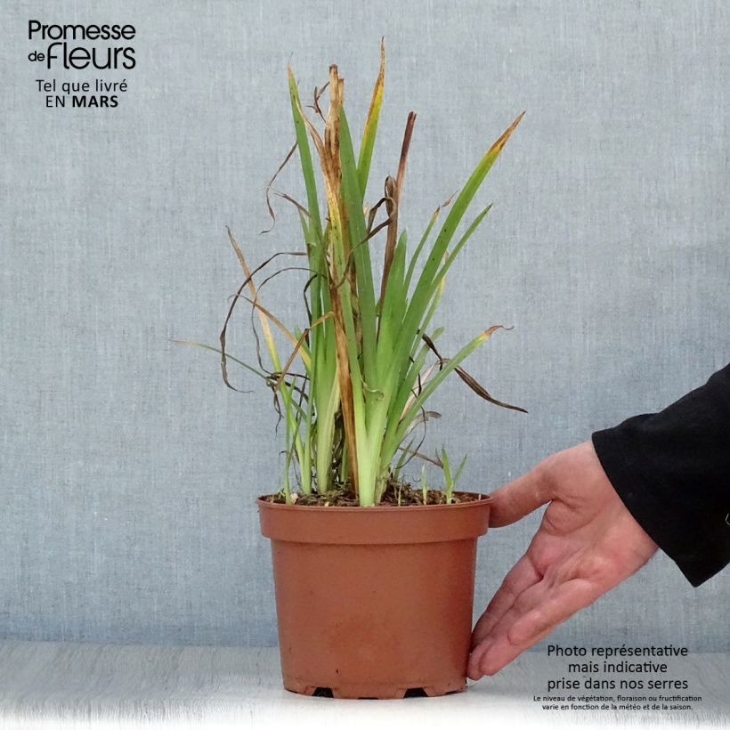 Example of Schizostylis coccinea Mrs Hegarty - Spaltgriffel Topf mit 2L/3L as you get in printemps