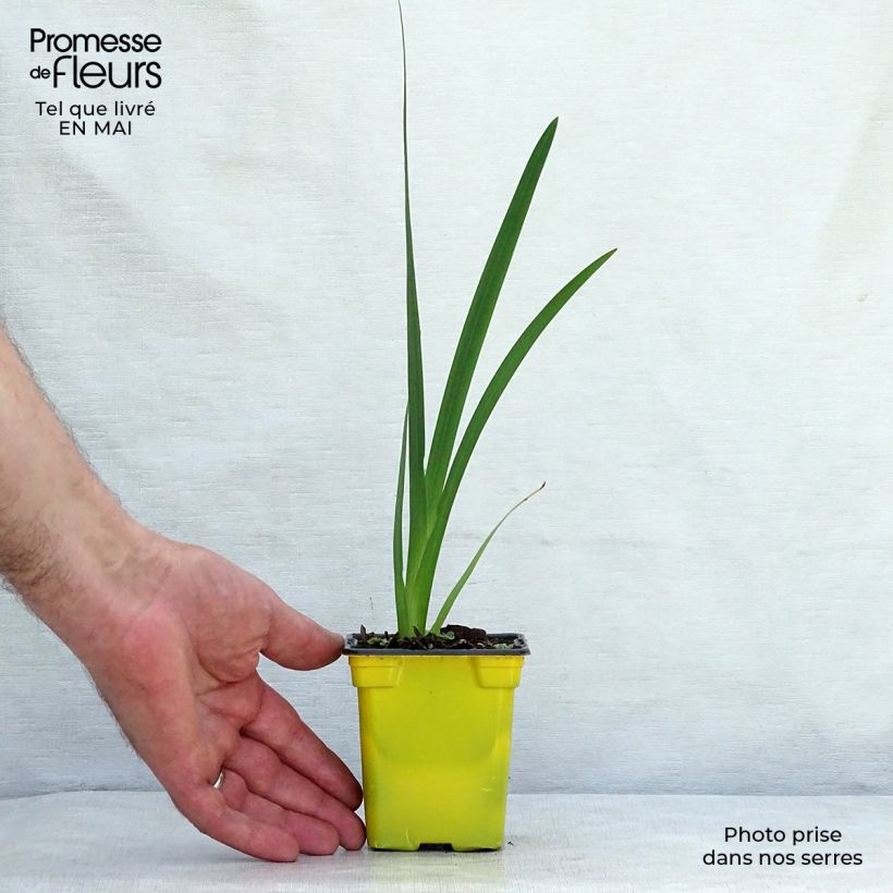 Exemplar von Schizostylis coccinea Alba - Spaltgriffel Kleine Töpfe von 7/8 cm wie im Frühjahr geliefert