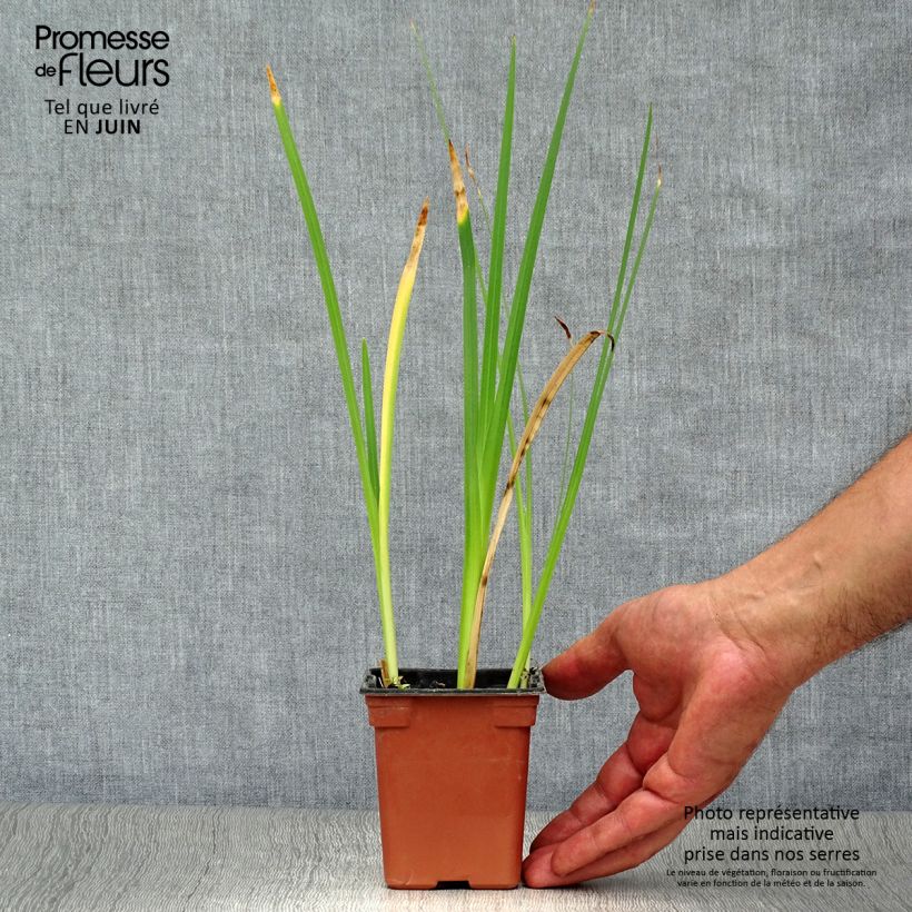 Exemplar von Schizostylis coccinea Alba - Spaltgriffel Kleine Töpfe von 7/8 cm wie im Sommer geliefert
