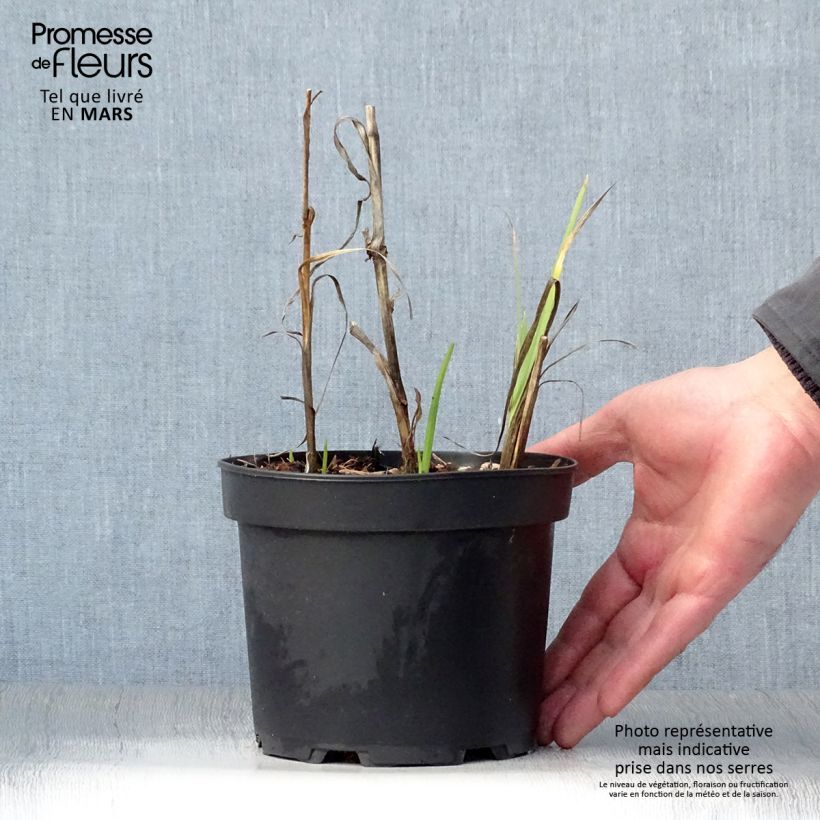 Exemplar von Schizostylis coccinea Alba - Spaltgriffel Topf mit 2L/3L wie im Frühjahr geliefert