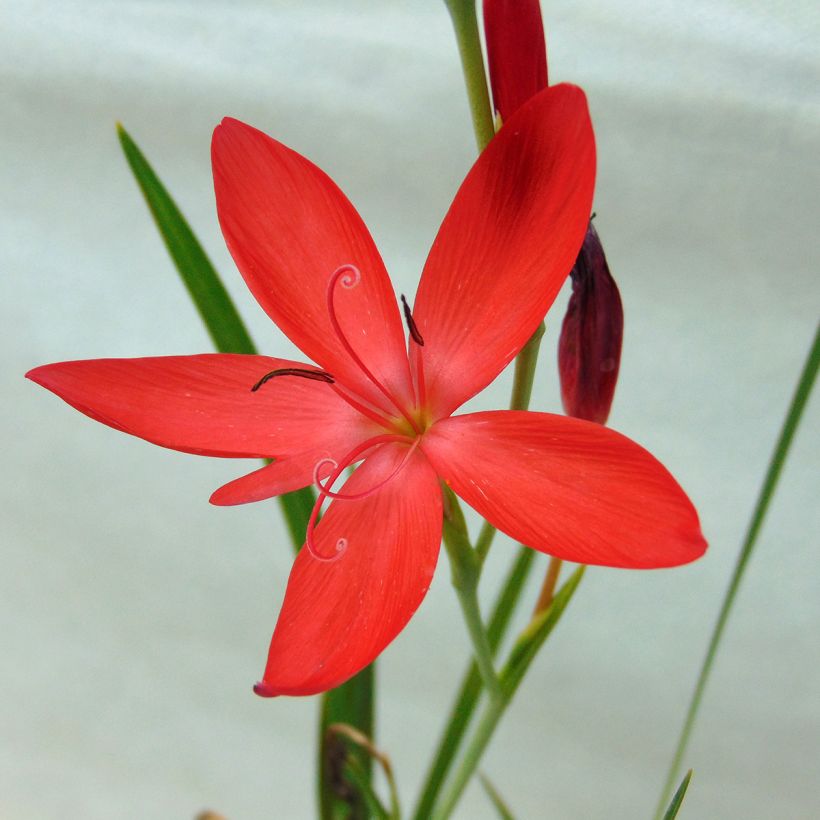Schizostylis coccinea Major - Spaltgriffel (Blüte)