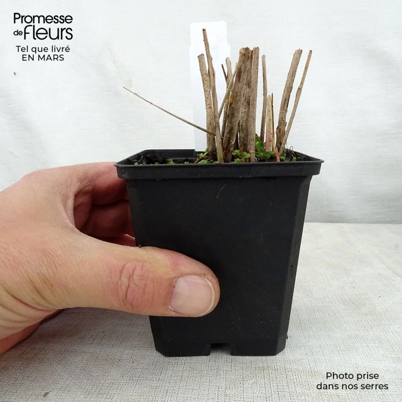 Example of Schoenoplectus lacustris subsp tabernaemontani Zebrinus - Salz-Teichbinse Kleine Töpfe von 8/9 cm as you get in printemps